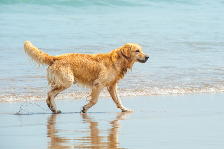 拉布拉多犬在海滩玩