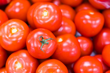 红番茄鲜果背景, 选择性聚焦