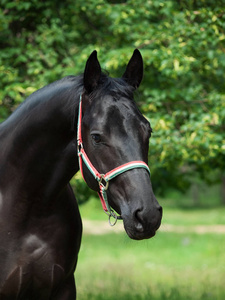 美丽的黑色年轻 Trakehner 种马肖像