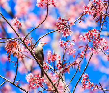 樱花和樱花的鸟