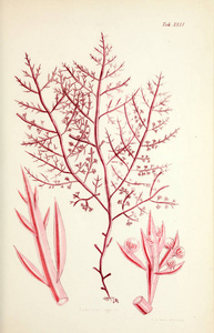 海藻的例证。哈维, 威廉 H. 威廉. 亨利。伦敦 Brothers,18471849