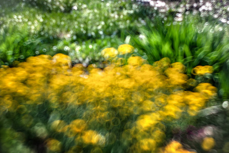 自然背景。在阳光照射下, 弥散的花朵在春天花园里的模糊图像。散景背景。设计元素