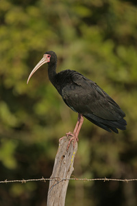 面对光秃的宜必思酒店，phimosus infuscatus berlepschi