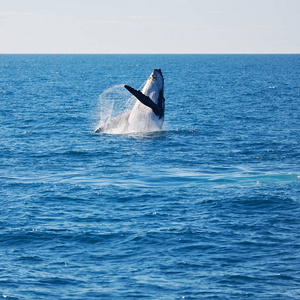 在澳大利亚的海洋自由鲸