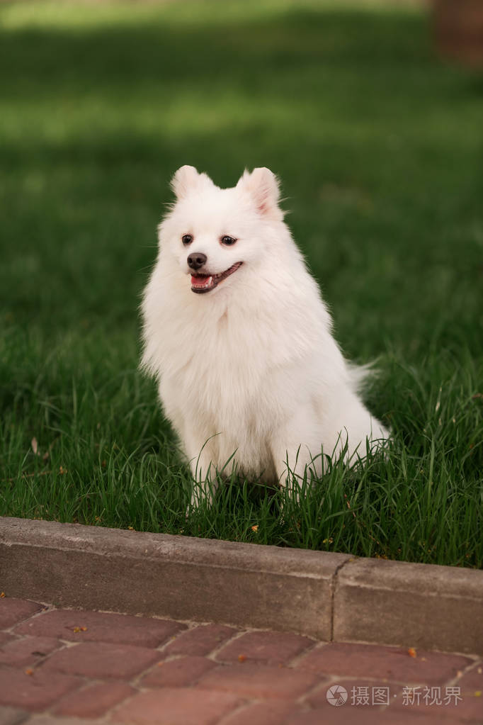 可爱的白斯皮茨狗户外