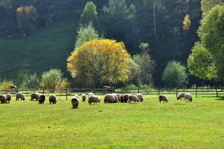 调查美利奴羊图片