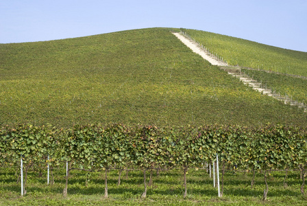 葡萄园的 Langhe 山丘上