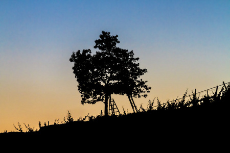 美丽的风景图像与日落时树剪影图片