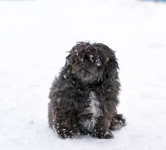 黑色毛茸茸的狗坐在雪地上