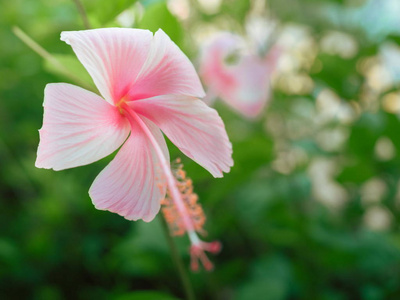 热带花园里的美丽的粉红色芙蓉花