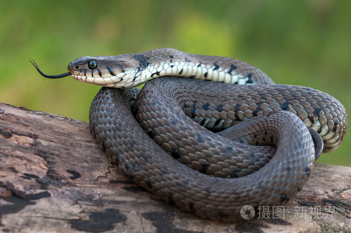 在性质上的草蛇的宏