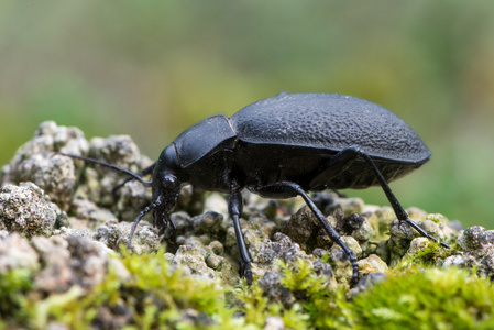 甲虫大步 coriaceus