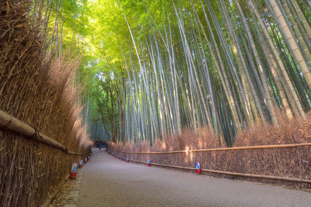 日本京都岚山秋季的美丽自然竹林