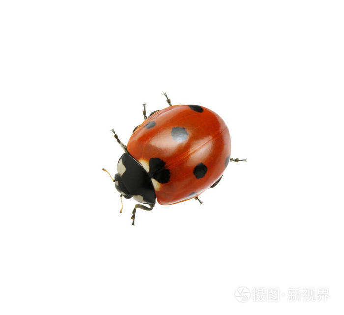 孤立在白色的瓢虫