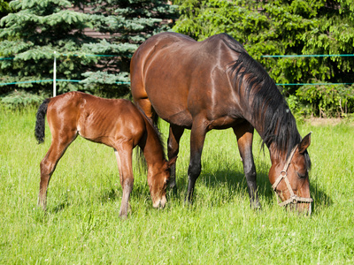 刚出生的小马驹和母马