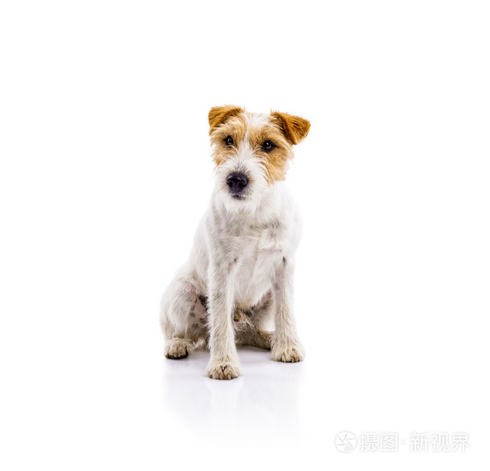 牧师罗素梗狗