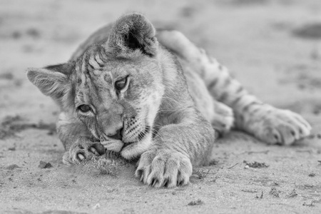 喀拉哈里沙漠艺术转换中的沙子上玩的小可爱的狮子