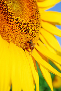 与蜜蜂坐在它的向日葵特写