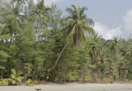 椰树椰子棕榈岛