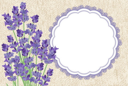 背景与薰衣草花卉, 帆布纹理和花边边框照片