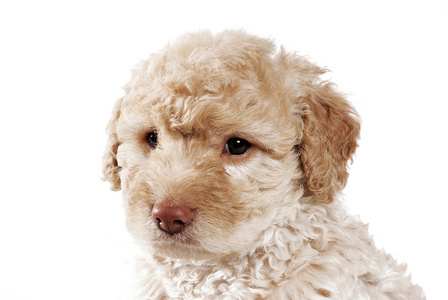 棕色法国鬈毛狗照片