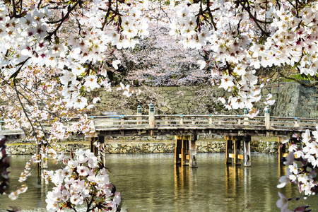 美丽的樱花的季节日本