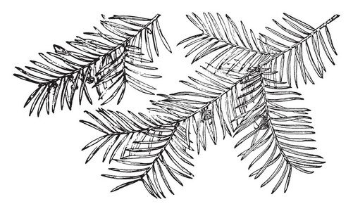 佛罗里达红豆杉的分支, 复古线图画或雕刻例证