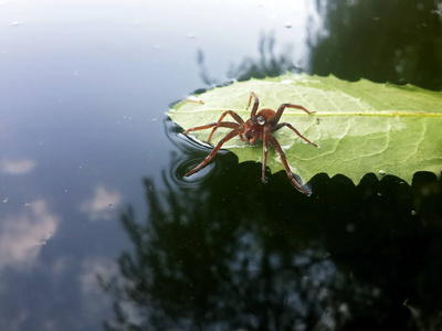 红色蜘蛛旅行者与水下落在绿叶在湖游泳