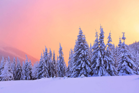 在冬天的粉红色黄色夕阳启发下, 美丽的弯曲的美丽的树木覆盖厚层的积雪。精彩的冬季背景传单