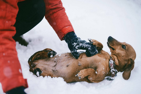 在寒冷的冬天, 狗腊肠跑在雪地上玩