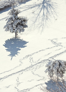 冬季景观。圣诞树和灌木覆盖着雪和脚印在雪地上