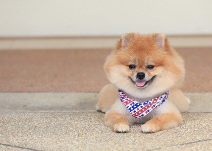 博美犬图片可爱图片