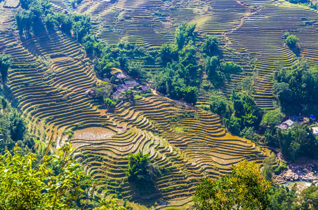 越南萨帕村水稻露台美景