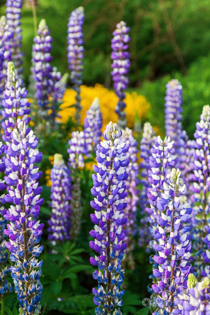 蓝色羽扇豆在花床上