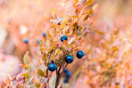 蓝莓浆果在黄灌木的树枝上。秋天的天气, 森林里的浆果