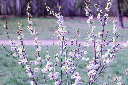 盛开的樱花树枝在春天缤纷模糊图片