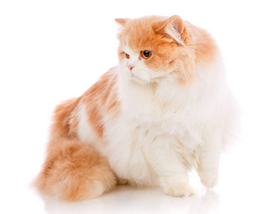 宠物, 动物和猫概念纯种苏格兰猫在白色背景
