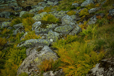 植物区系美丽图片