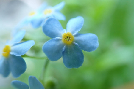 小蓝花特写