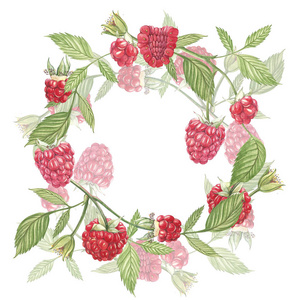 手绘的水彩花环在白色的背景树莓花.植物学插画照片