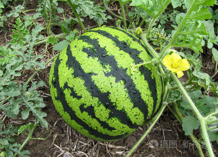 花园里的熟西瓜