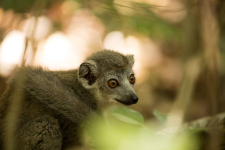 肖像加冕狐猴, 美 coronatus, Ankarana 保护区, 马达加斯加
