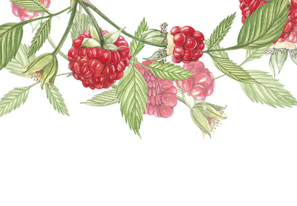 覆盆子和叶子手绘水彩画覆盆子在白色背景.框架植物例证.