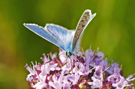 共同的蓝色, Polyommatus 伊卡洛斯关闭射击