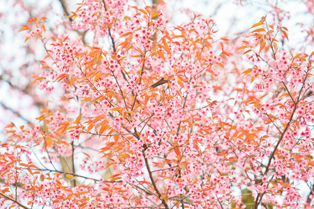 樱花盛开