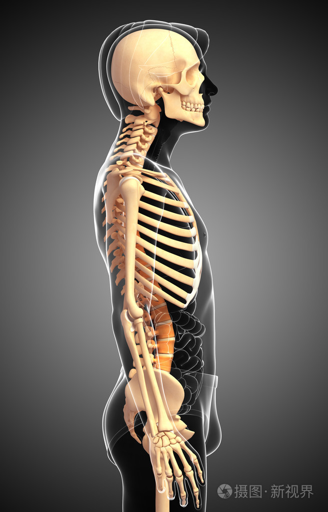 人类骨架侧视图
