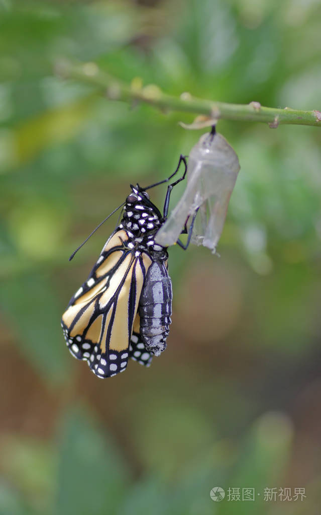 一只帝王蝴蝶出生后挂在她的茧上妈妈