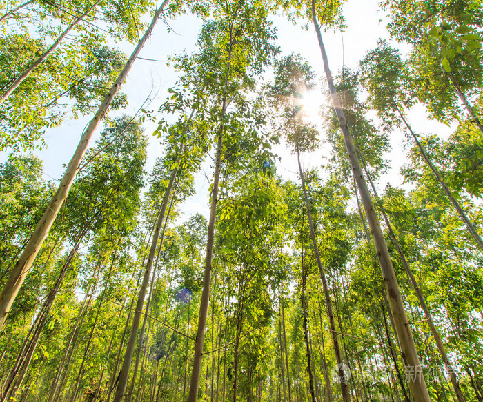 桉树林
