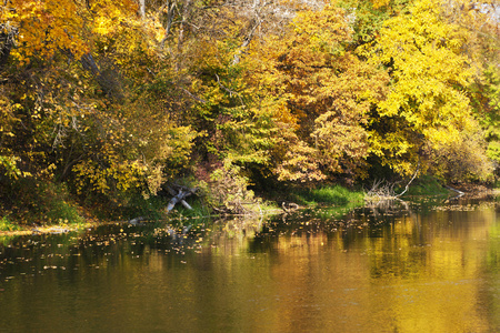 秋叶在河