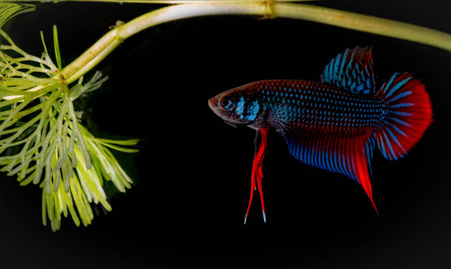 Betta 鱼在水族馆里打架